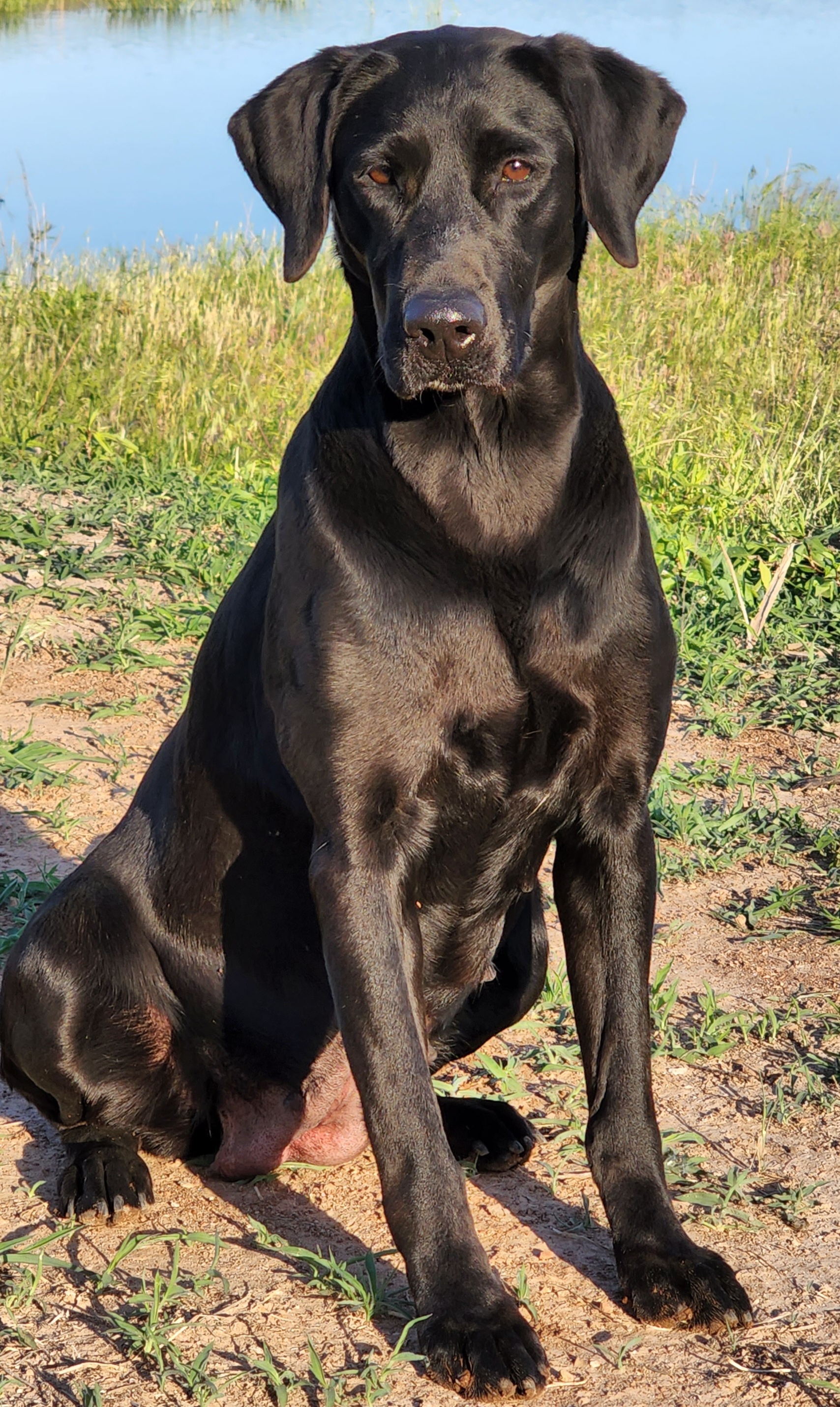 GMPR Smooth Iris Pretty Girl | Black Labrador Retriver