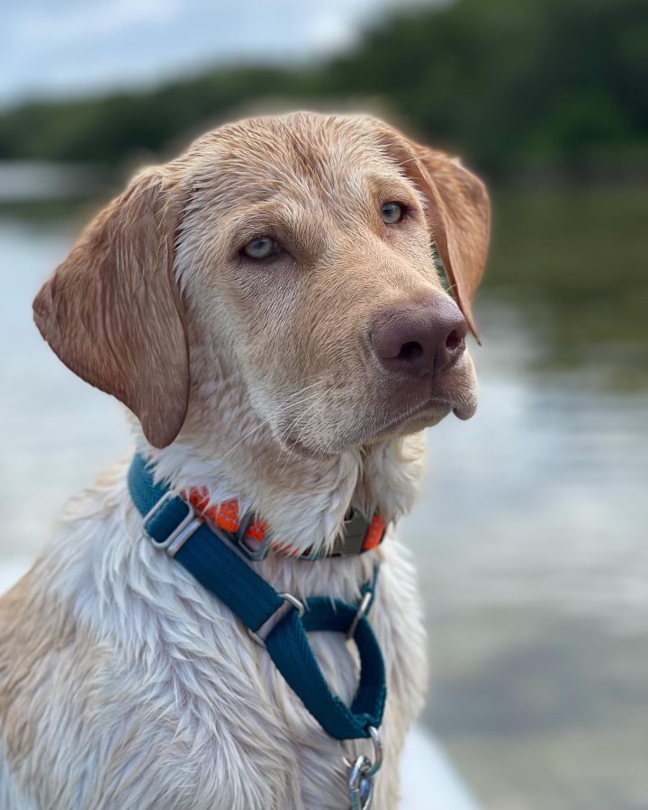 Jen's Ragnar Lodbrok | Yellow Labrador Retriver