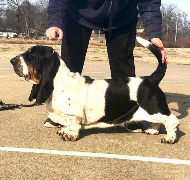 Diamond Elegance Of The Ozark | Basset Hound 