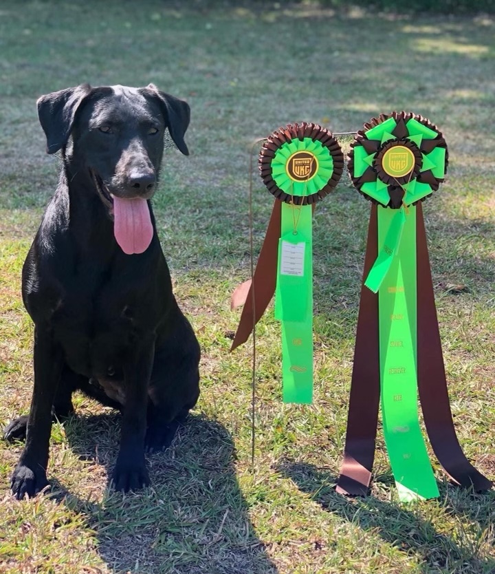 HRCH Joye’s I’m So Fancy | Black Labrador Retriver