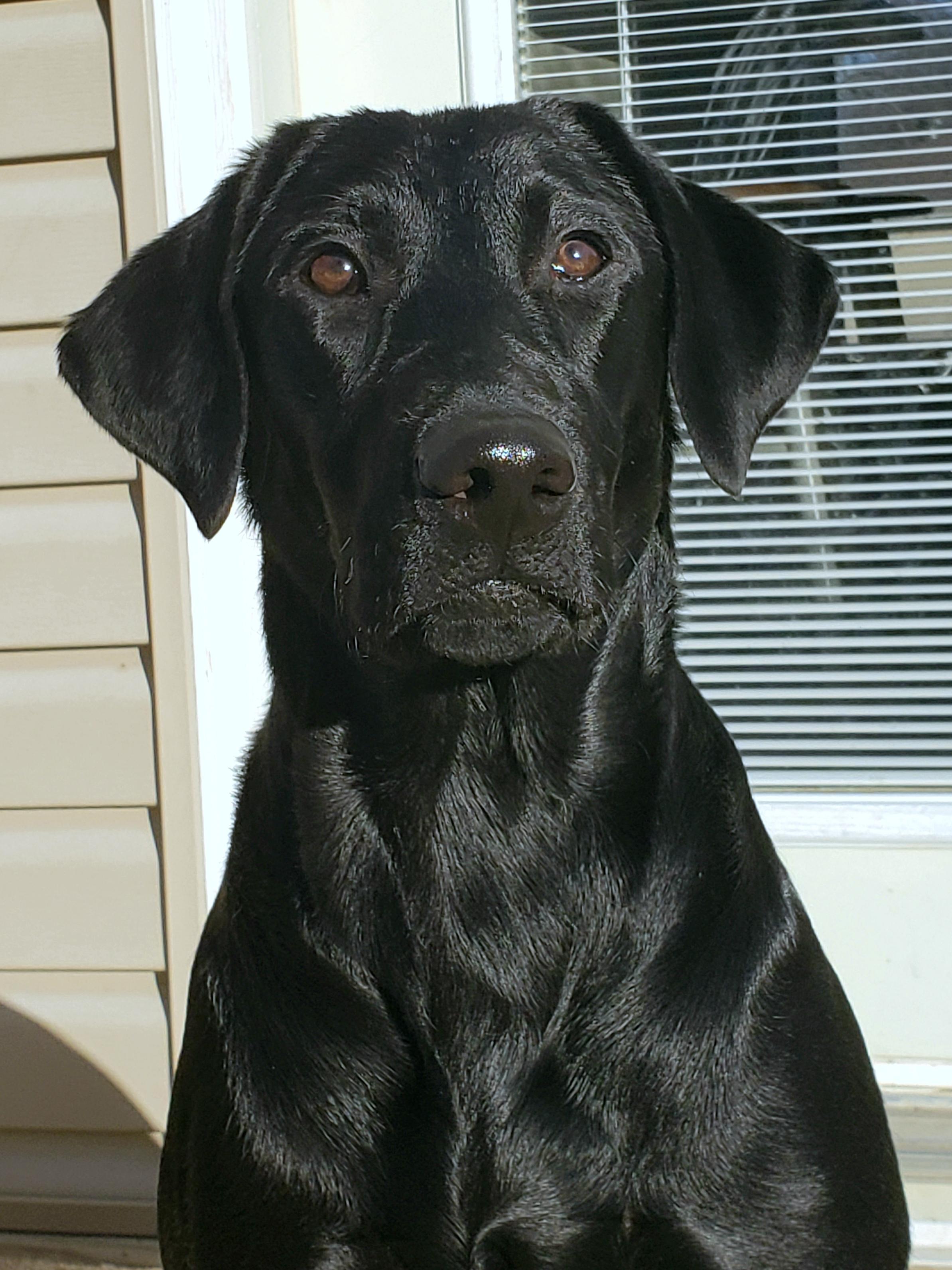 Mockingbird's Jean Louise Finch | Black Labrador Retriver