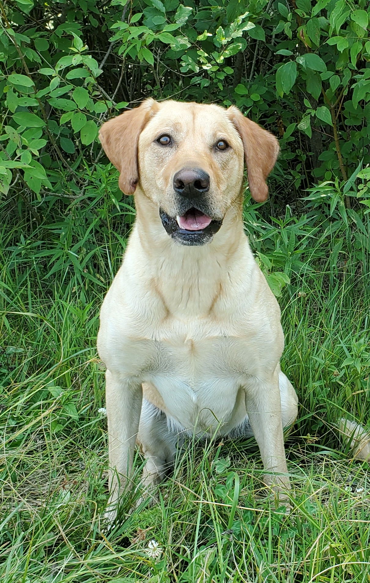 Field Of Dreams Gracie Mae 5 AKC Master Hunter Qualifications | Yellow Labrador Retriver