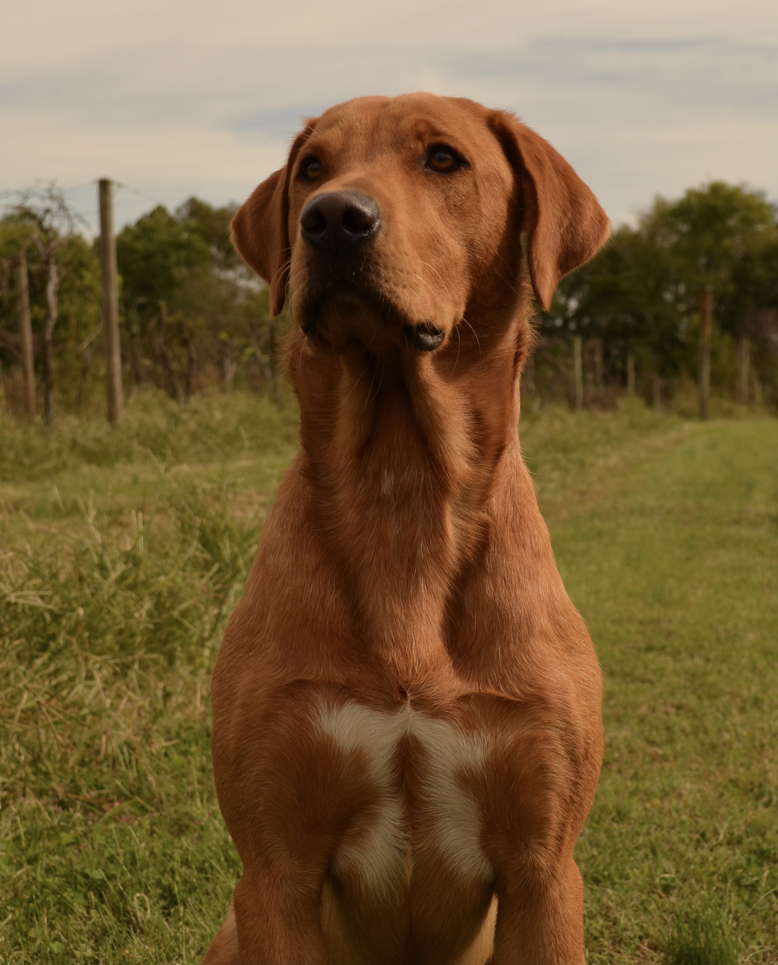 Five Oaks Silversnipe Reddington | Yellow Labrador Retriver