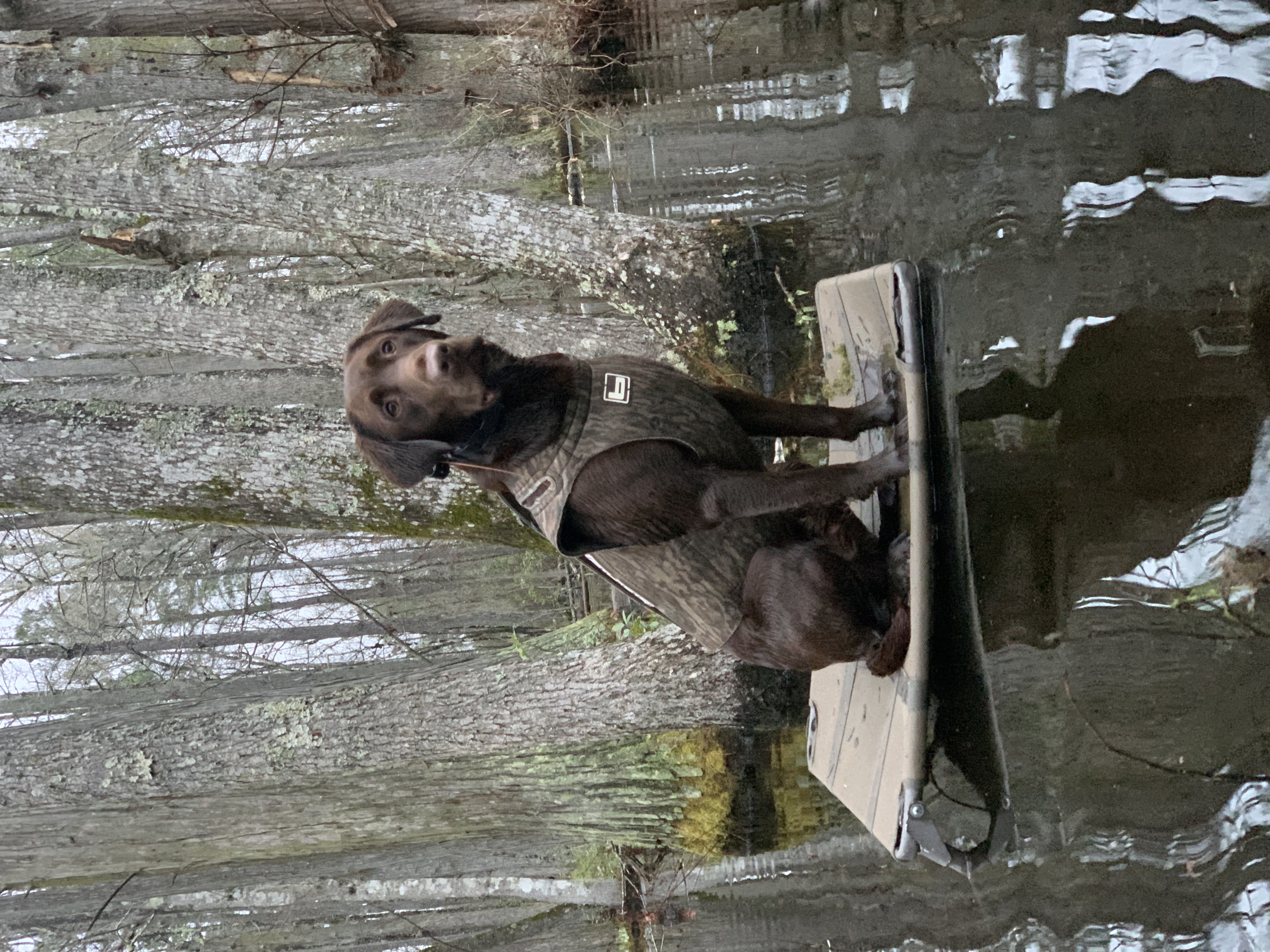 HR T-Ham's Rolling On The River | Chocolate Labrador Retriver