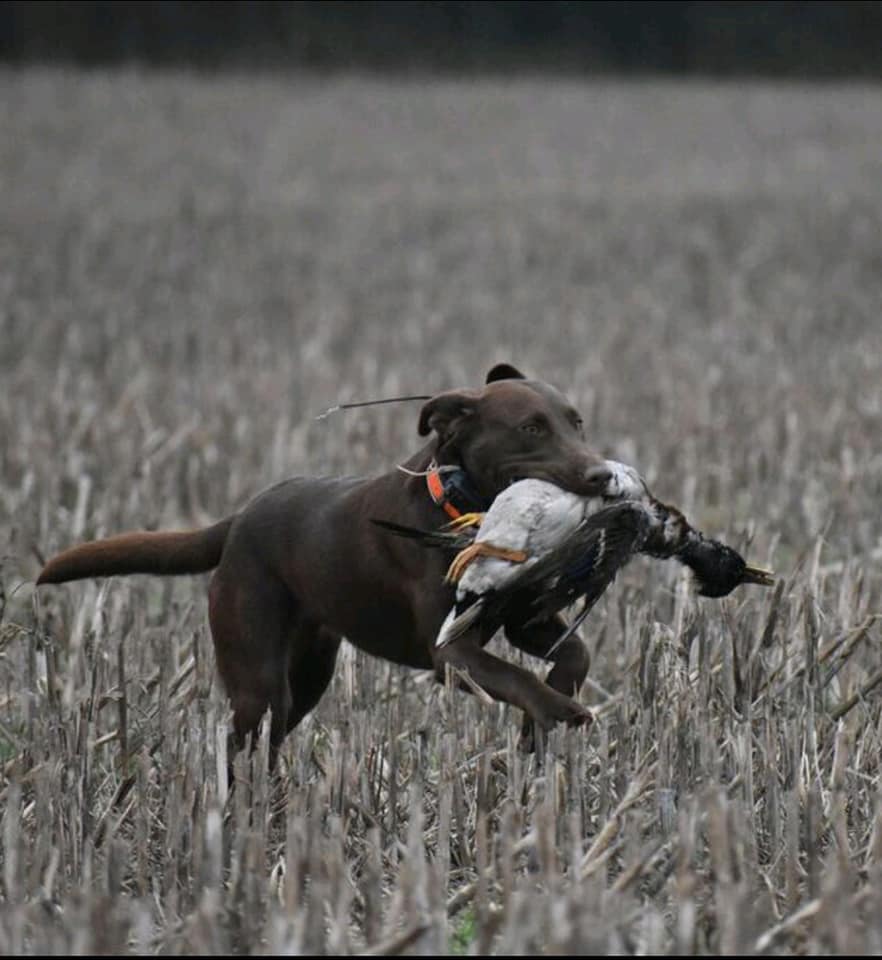 HRCH Cedar Ridge Tiger's Best Bet | Chocolate Labrador Retriver