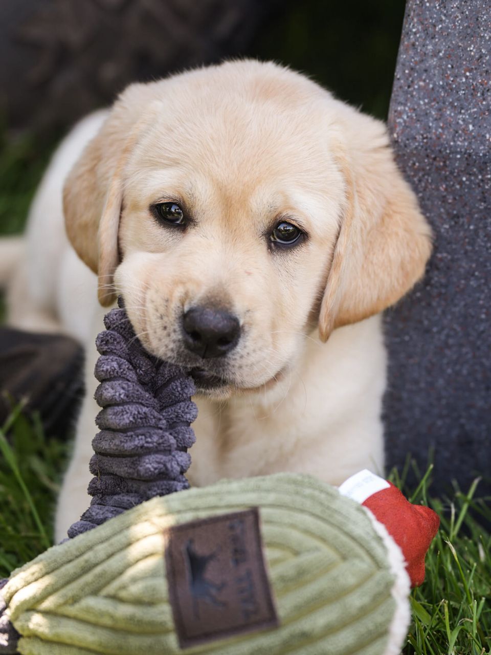 Breezy's Heart Of A Rebel From Island's Edge | Yellow Labrador Retriver