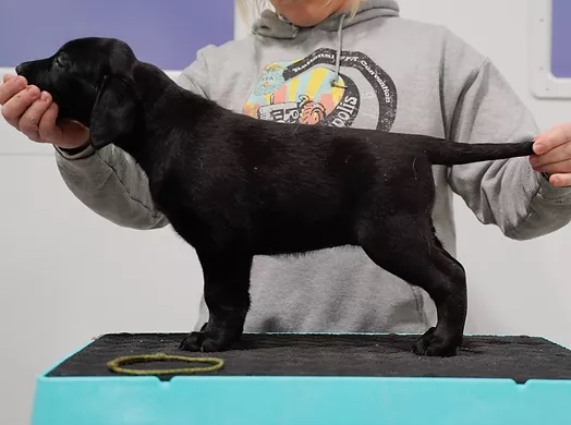 Breezy's Hall Of Famer | Black Labrador Retriver