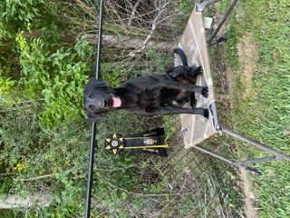 HR Coastal Gracie's Eye Of The Storm | Black Labrador Retriver