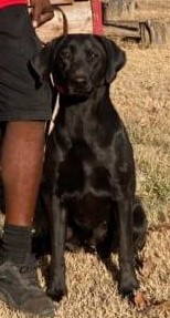 Watercross Dixie's Lucky Rebel JH | Black Labrador Retriver