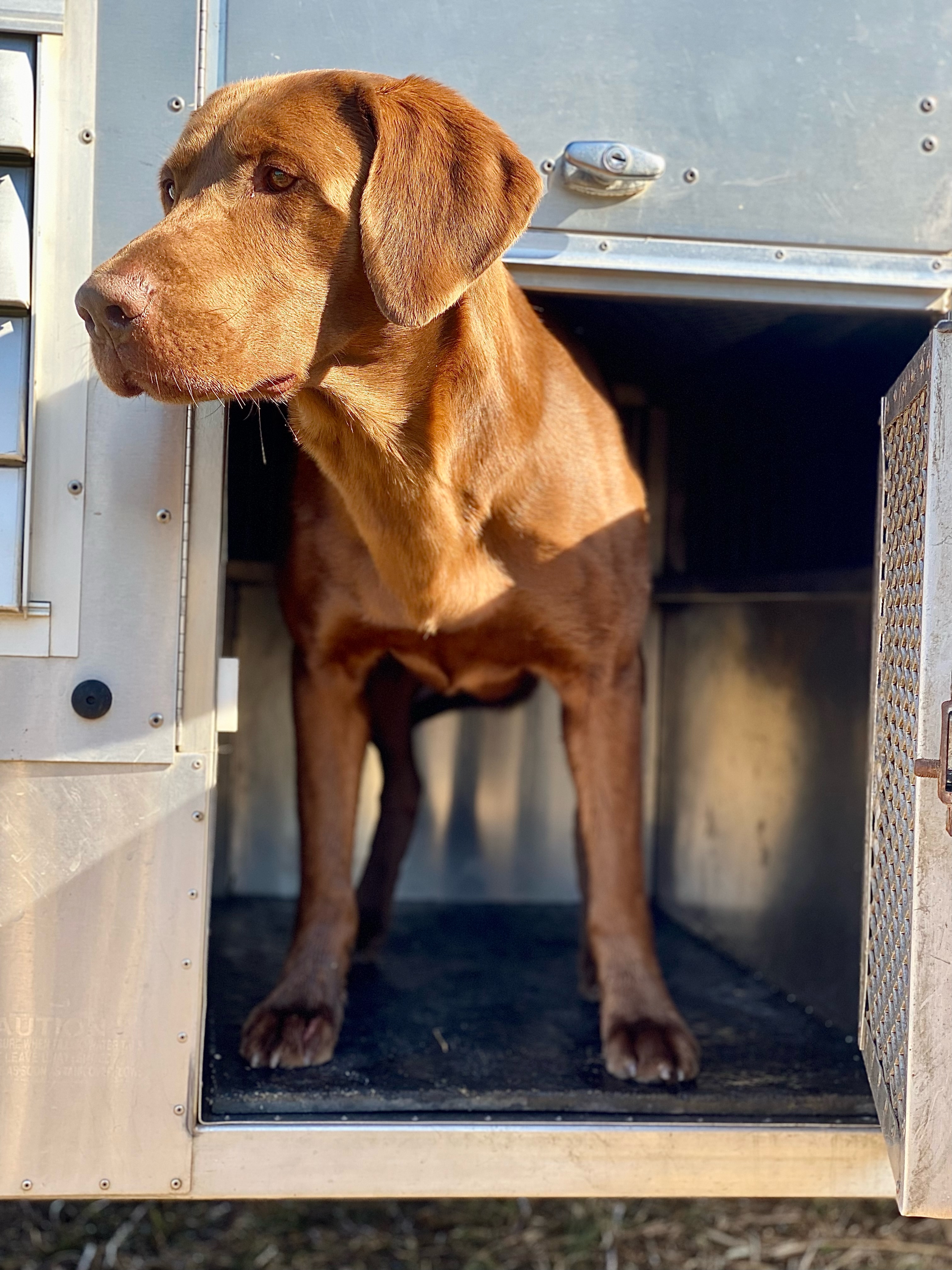 MPR Amazing Rex SH | Chocolate Labrador Retriver