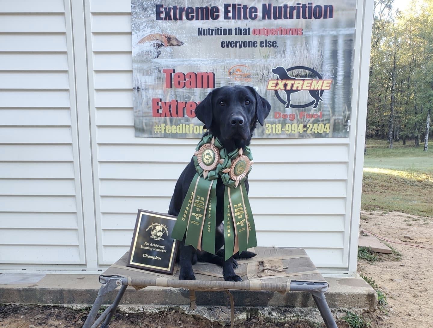 HRCh Mississippi Delta's Gunner | Black Labrador Retriver