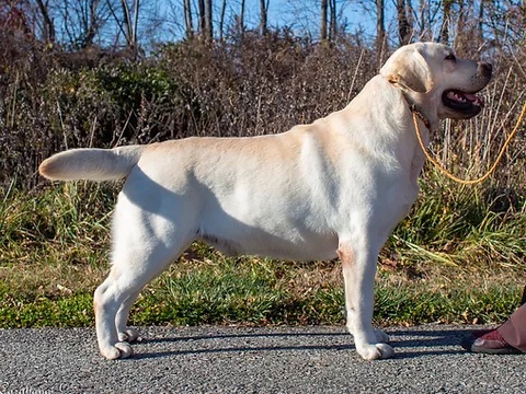 CH Rockycreek's Just Clownin' Around SH CGC | Yellow Labrador Retriver