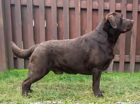 Rockycreek's Perfect Play JH CGC CGCA TKI ATT VHM | Chocolate Labrador Retriver