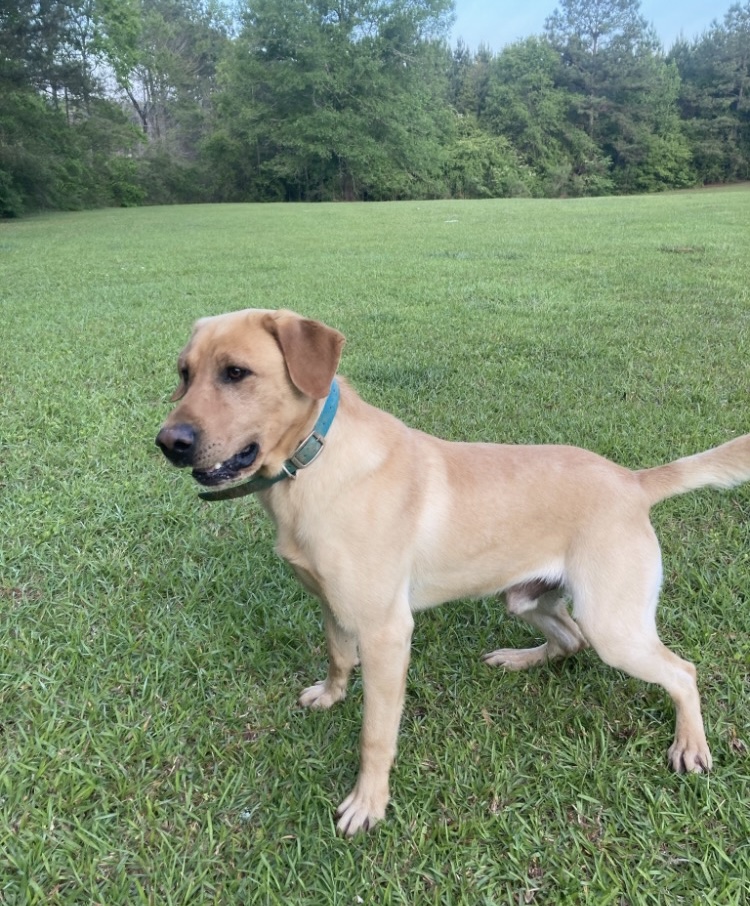 ZD Deep Creek Summit | Yellow Labrador Retriver