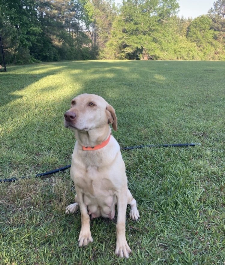 Deep Creek Natchez | UNKN Labrador Retriver