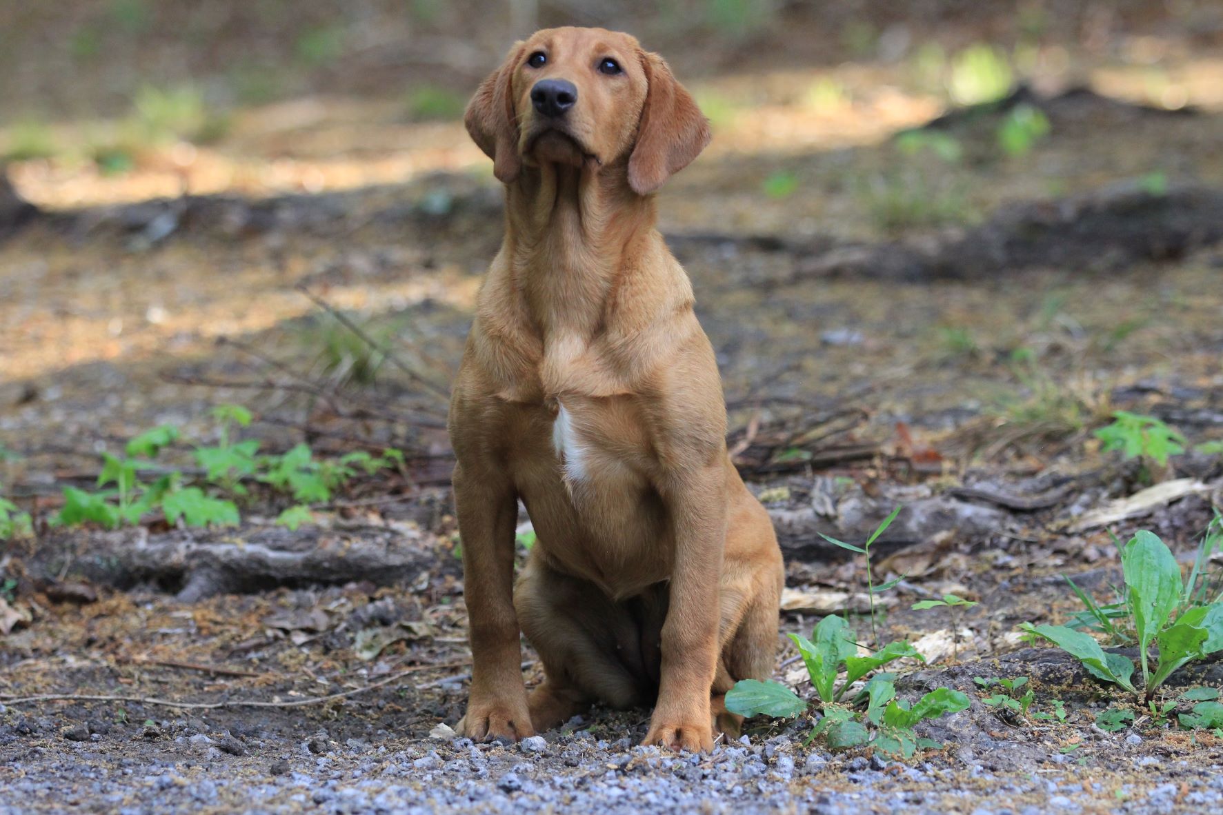 Black Ices Running With Diablo | Yellow Labrador Retriver