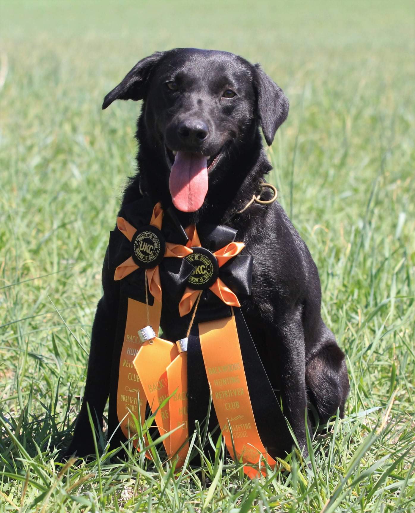 Prairie Plains Augustus Star | Black Labrador Retriver