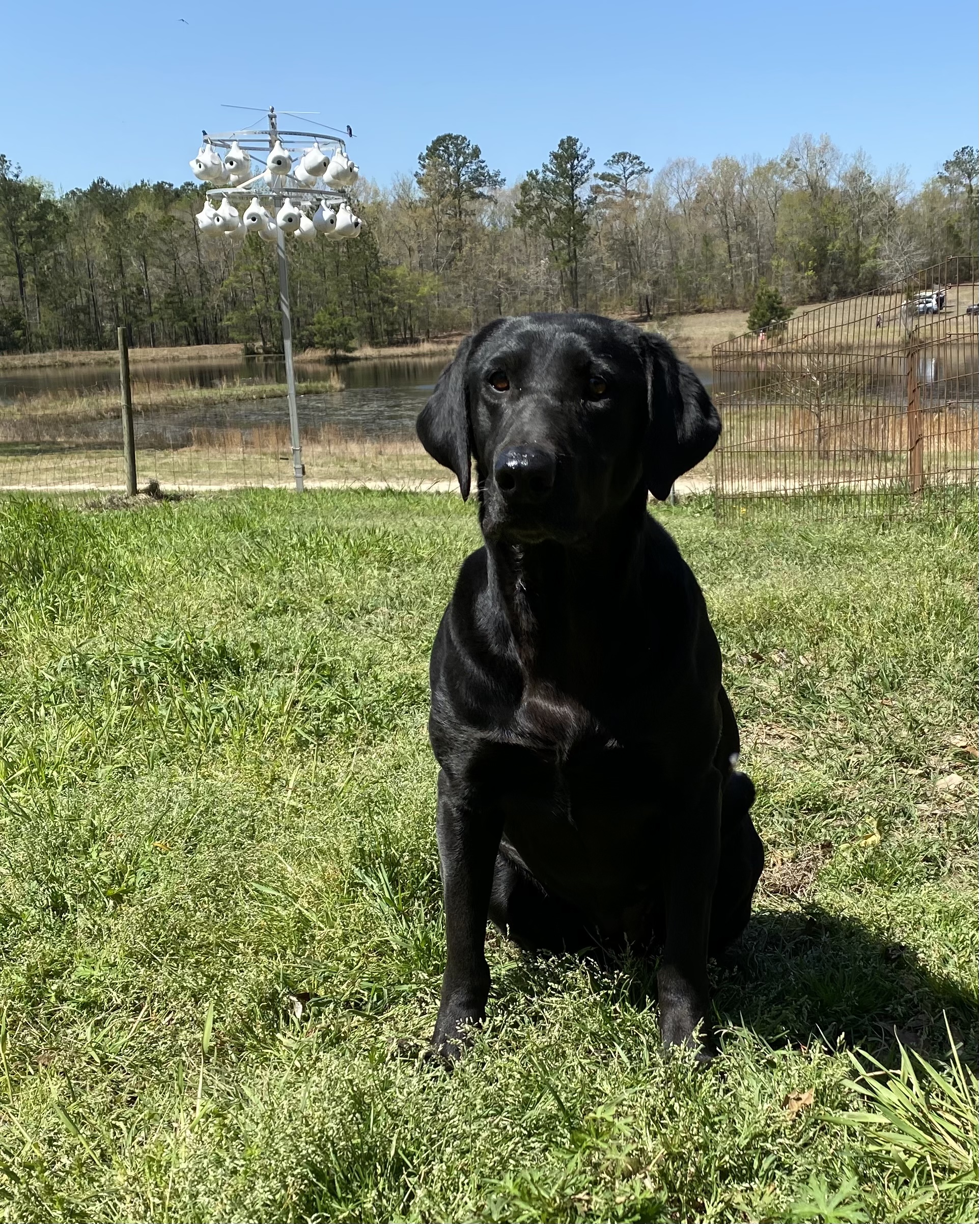 Canvasback Haley | Black Labrador Retriver