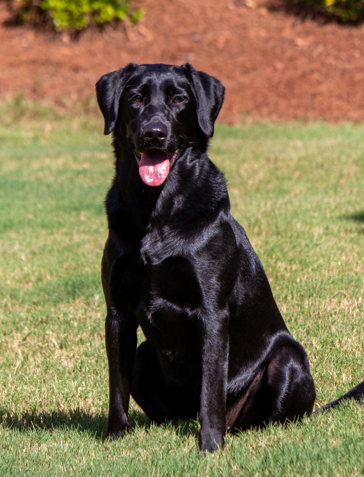 D&D's MAGNOLIA LANE | Black Labrador Retriver