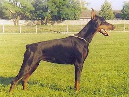 Hilda Royal Bell | Black Doberman Pinscher