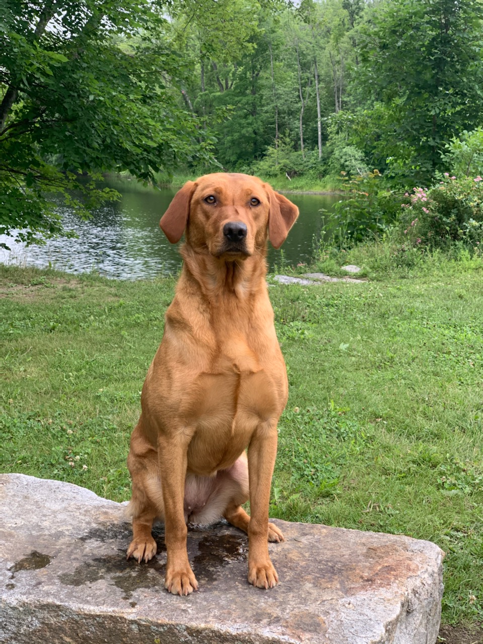 Westwinds Golden Star | Yellow Labrador Retriver