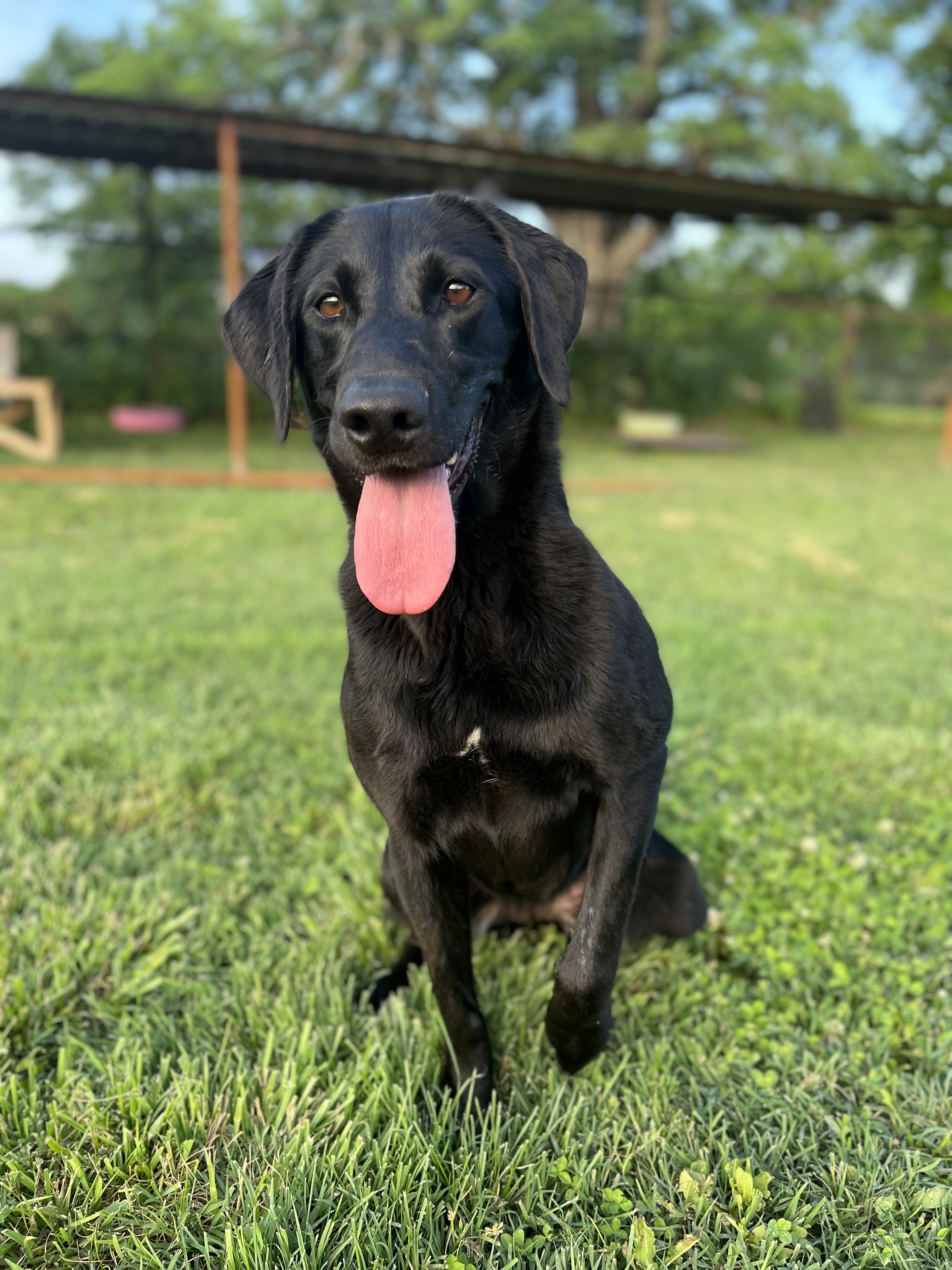 Wheatland’s High Caliber Hayseed | Black Labrador Retriver