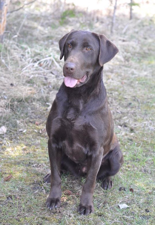 Dreamrtvr's Laura Secord | Chocolate Labrador Retriver