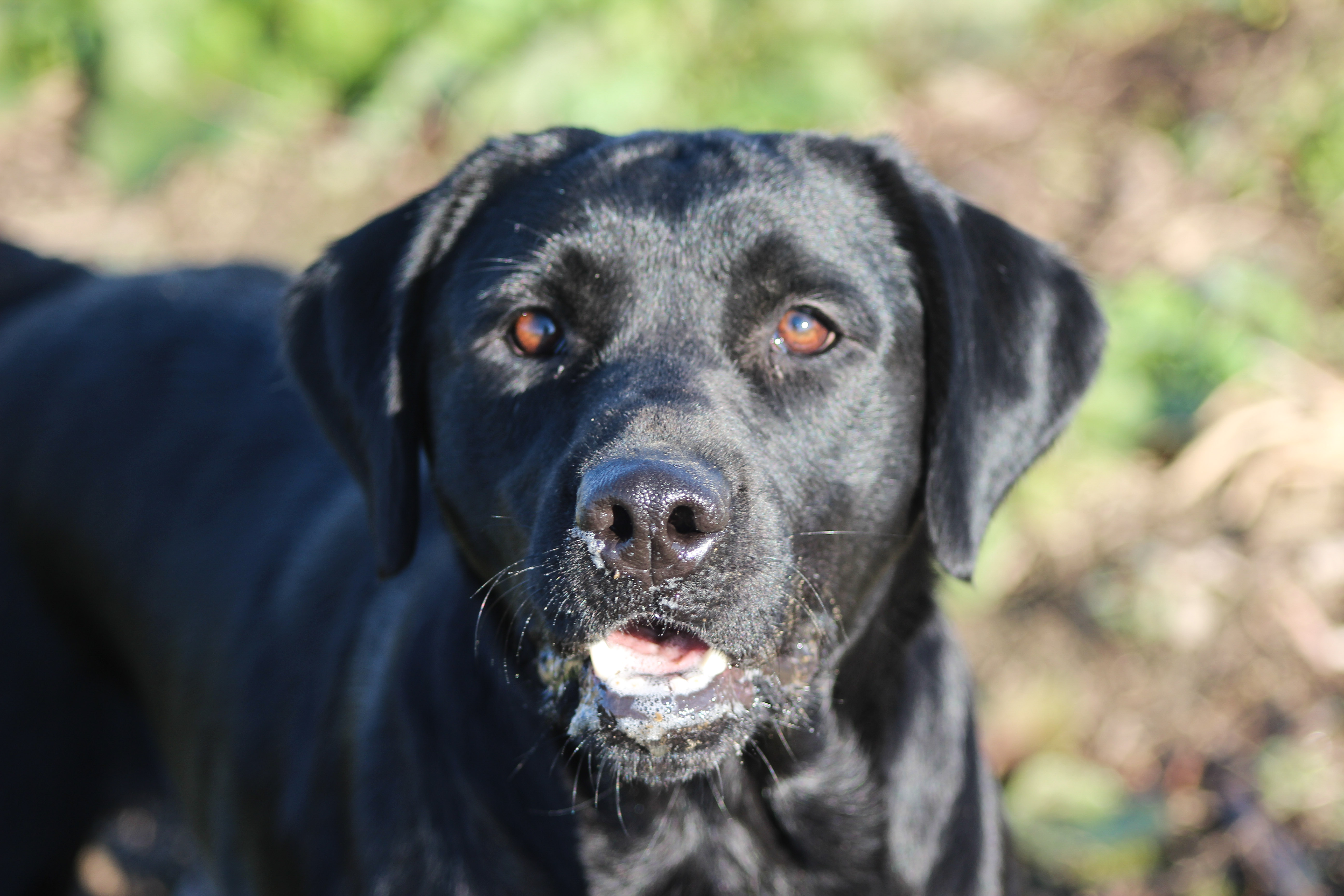 Hard Frost Sensational Gia | Black Labrador Retriver