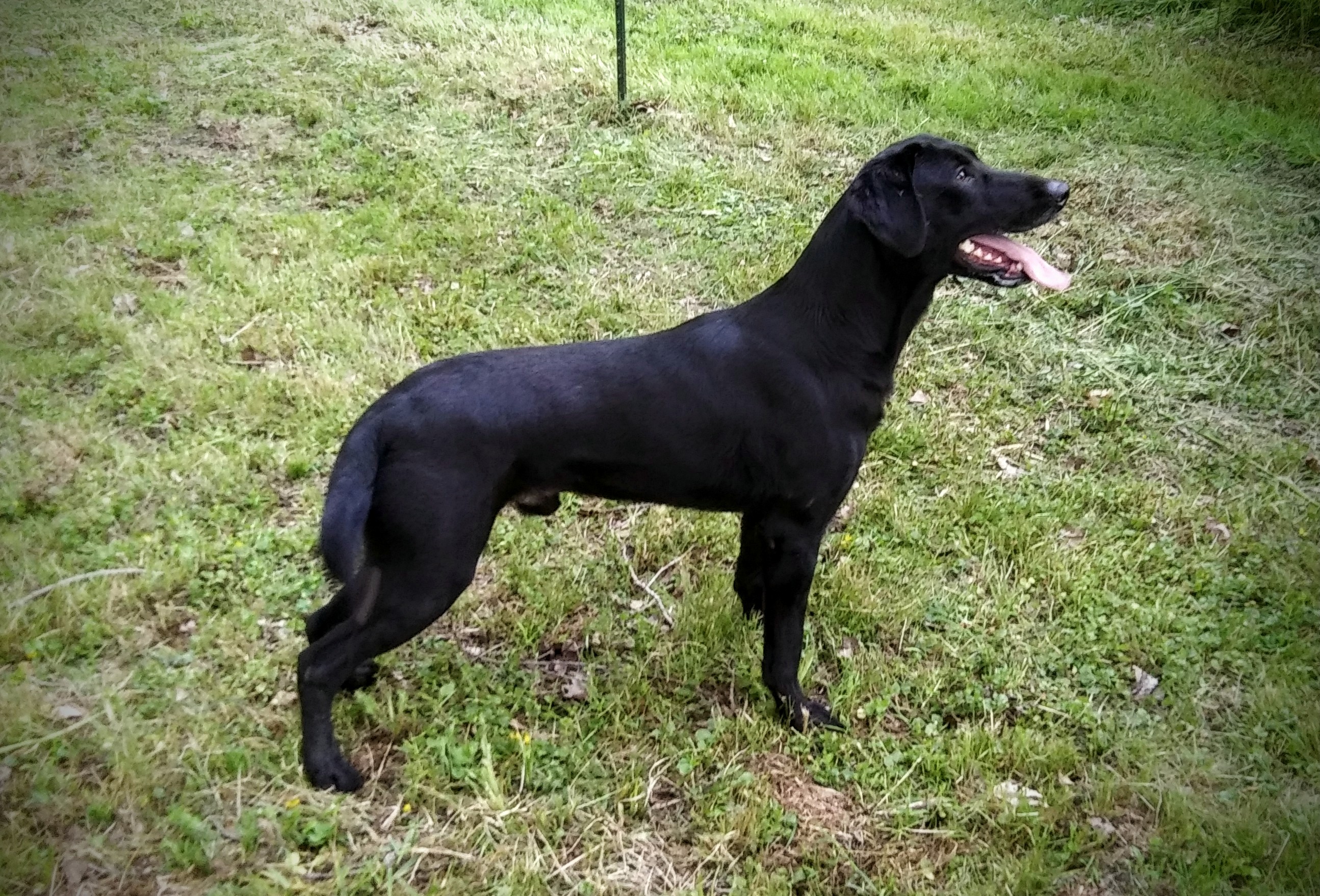 Hard Frost Rock On | Black Labrador Retriver