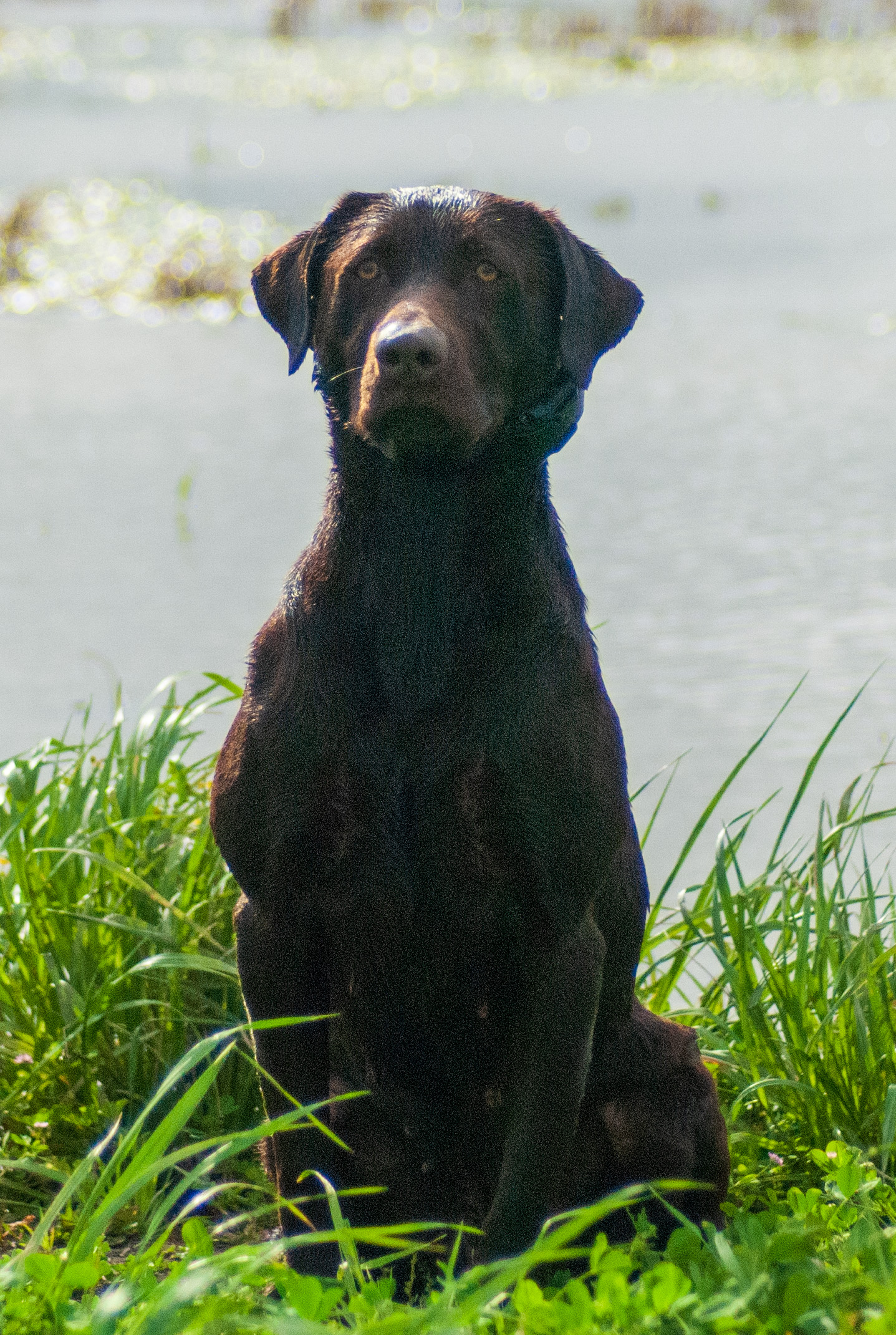 HR Cajun Point's Precious Gem (Jewels) | Chocolate Labrador Retriver