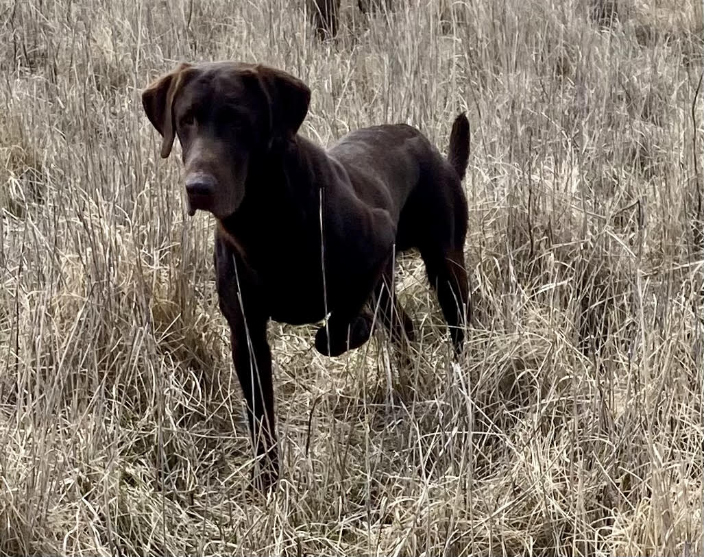 2XGMPR CVK Barrow's 2nd Attack MH | Chocolate Labrador Retriver