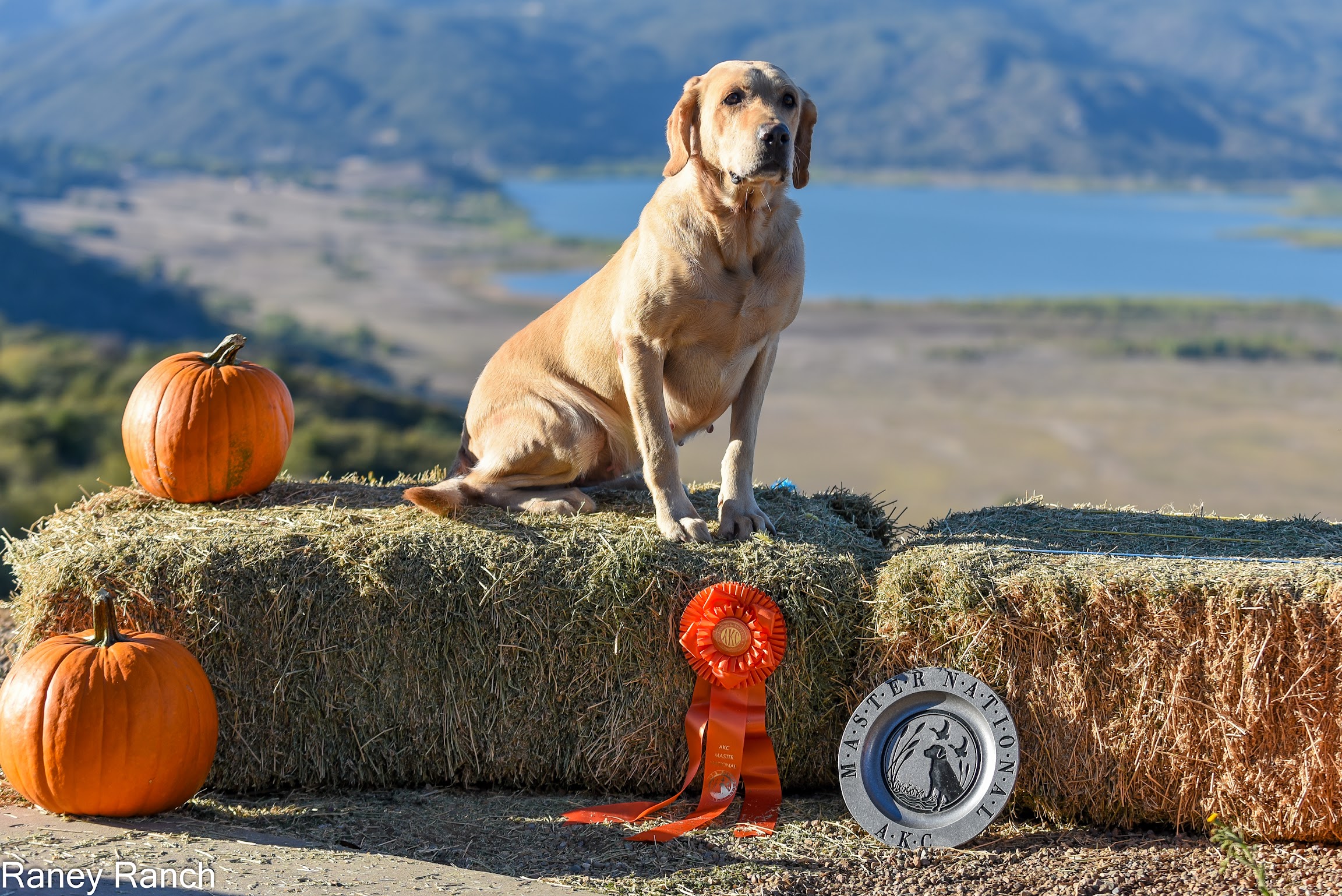 SR98587704 MH | Yellow Labrador Retriver