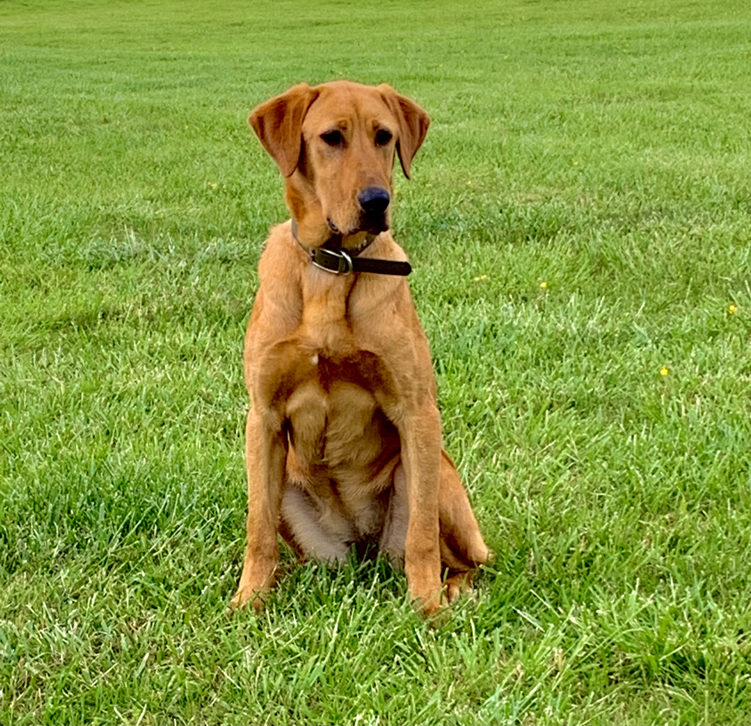 Living The Dream | Yellow Labrador Retriver