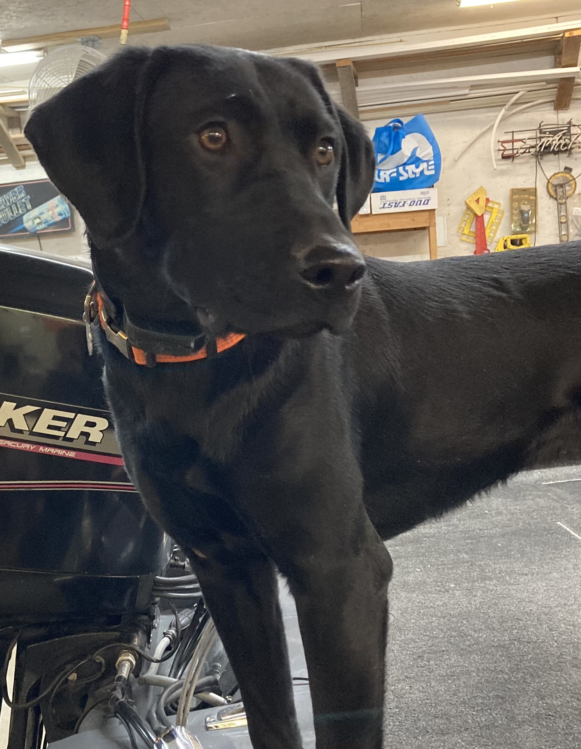 Pond Creeks Reigning River | Black Labrador Retriver