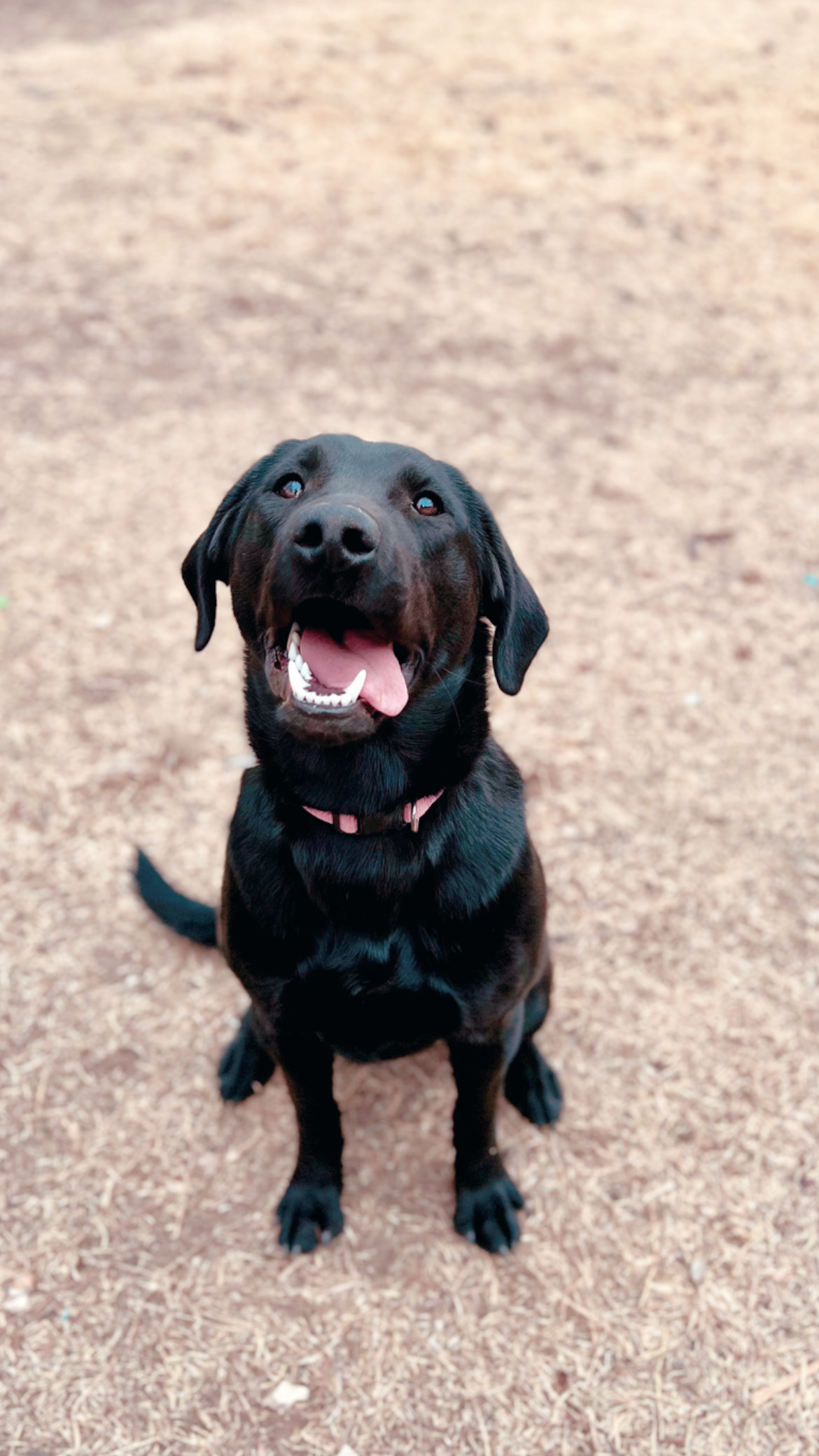 Scherr’s Hurricane Harper | Black Labrador Retriver