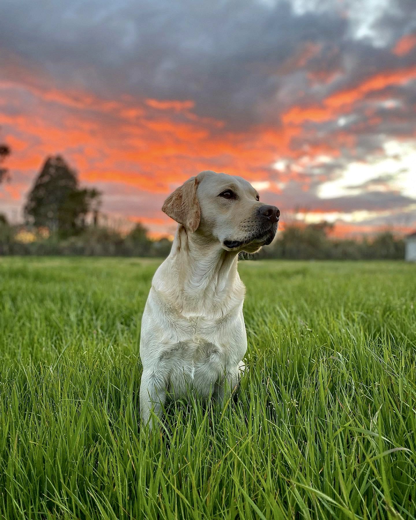 Kerrybrook’s Zuni | Yellow Labrador Retriver