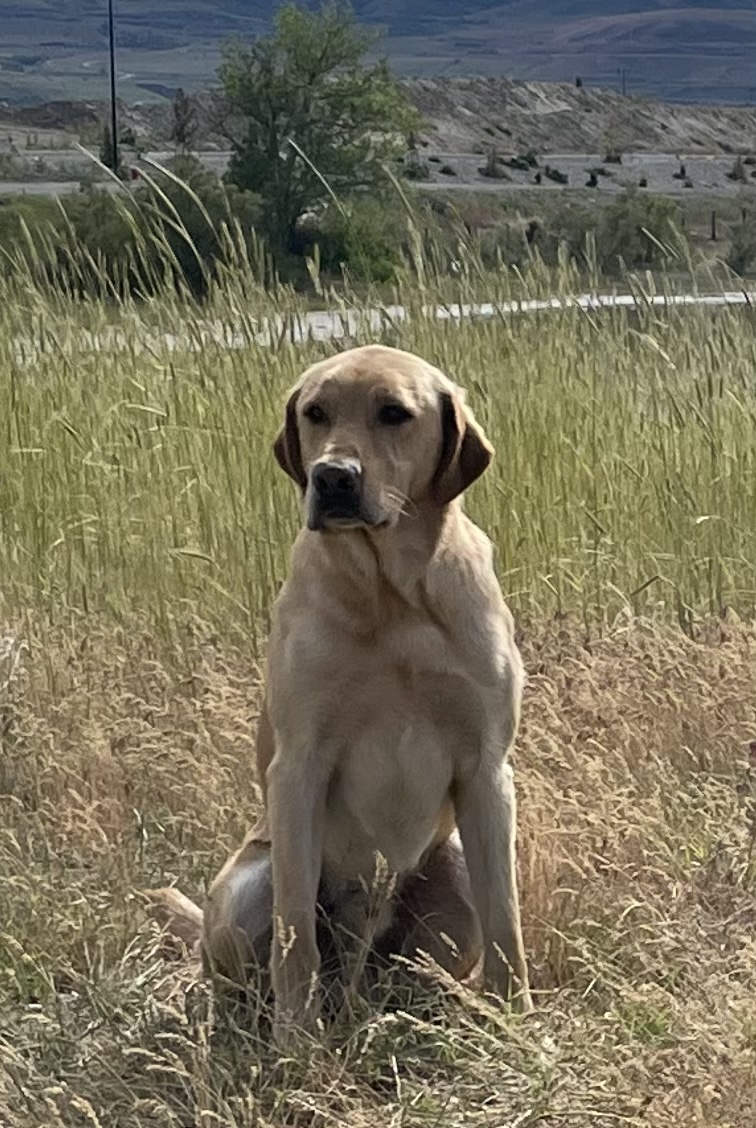 HRCH Black Watermark’s Brown Bear | Yellow Labrador Retriver