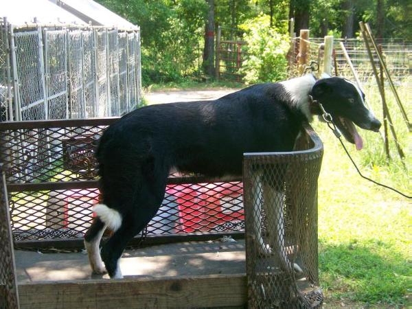 Snow Hill Star | Border Collie 