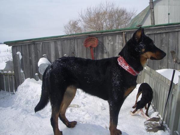 Aleera De Nanrox | Beauceron 