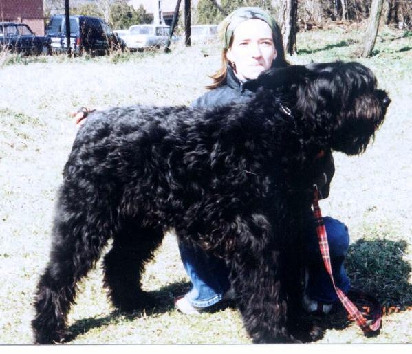 Erythrée de Montmirail | Bouvier des Flandres 