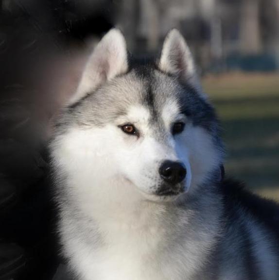 Sheytan's Beauty Cocorico | Siberian Husky 