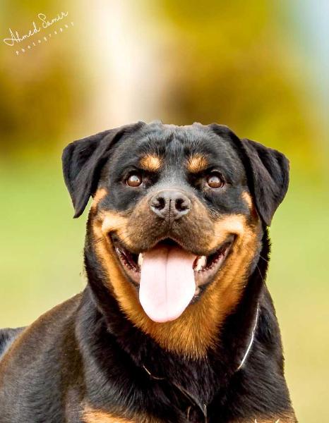 Ginka Vom Egy Rott | Rottweiler 