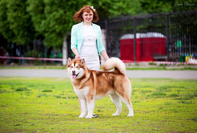 Josue Du Loup Indien De LArtique | Alaskan Malamute 