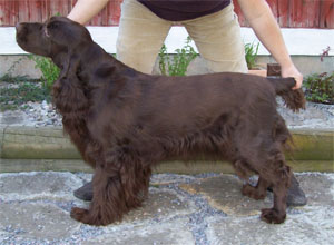 Winterbourne Aqua Lemone | Field Spaniel 