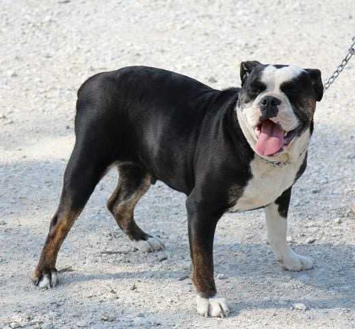 Texas Geez' Hurricacne Kennedy | Olde English Bulldogge 