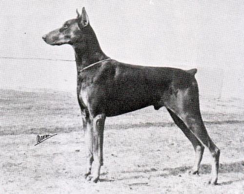 Delegate v.d. Elbe | Black Doberman Pinscher