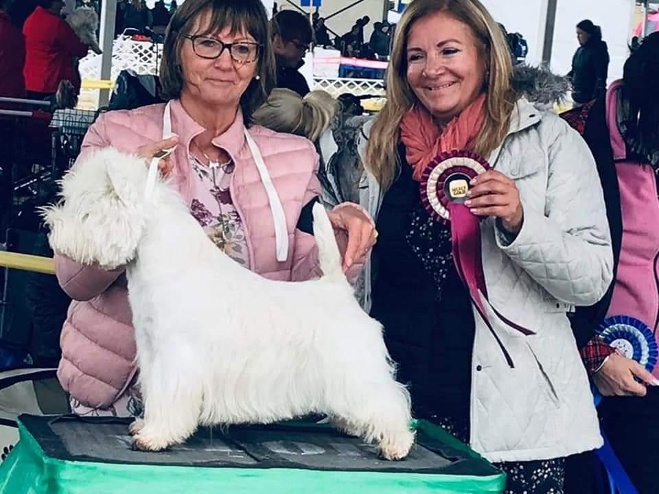 Happy White Logan | West Highland White Terrier 