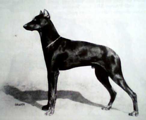 Figaro v. Sigalsburg | Black Doberman Pinscher