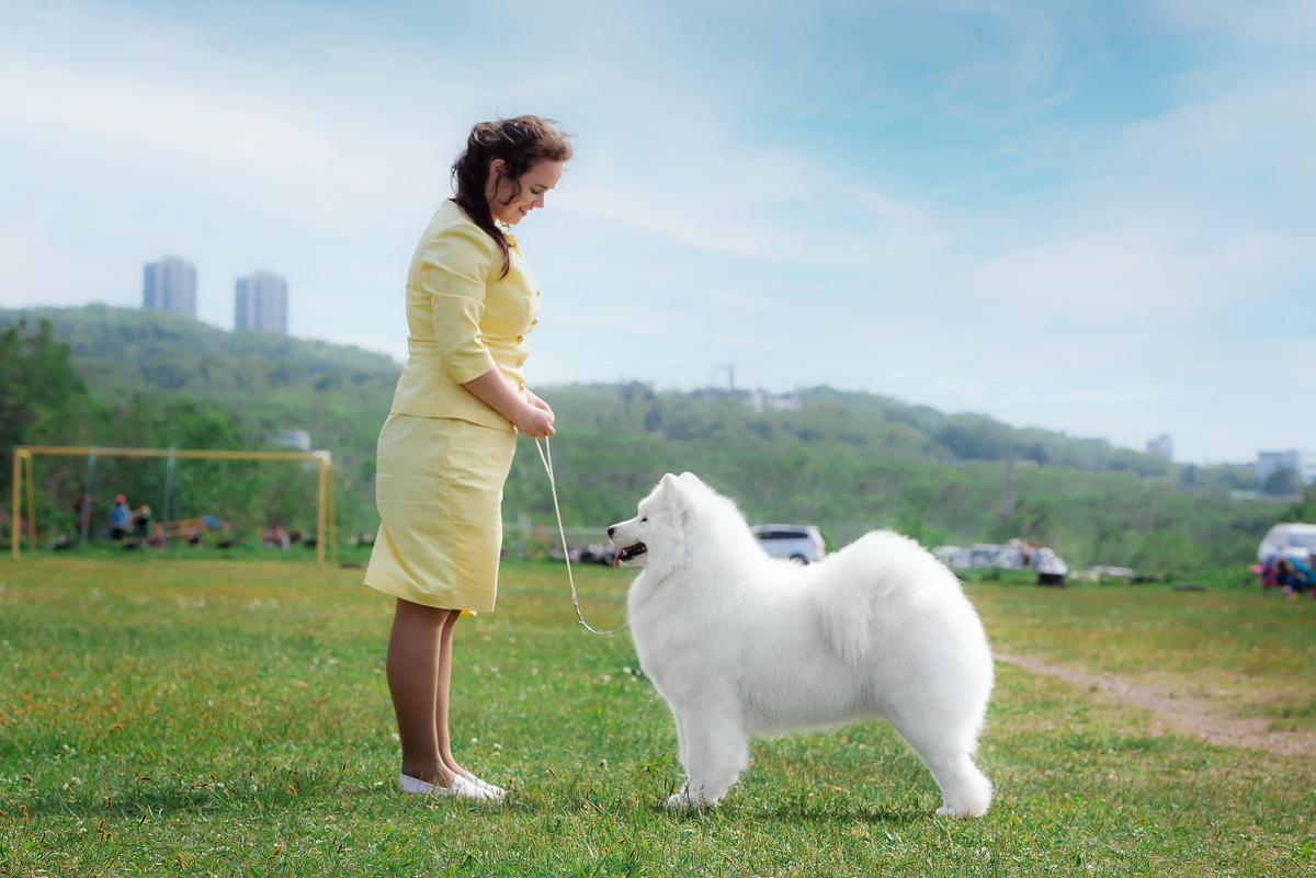 LILAC ELF ZOLLA | Samoyed 