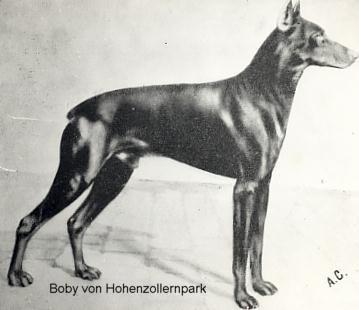 Boby v. Hohenzollernpark | Black Doberman Pinscher